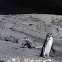 galapagos penguin