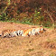 Indian Tiger