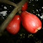 Malay Apple
