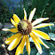Giant Coneflower