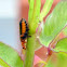 Soldier Beetle