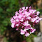 Valerian