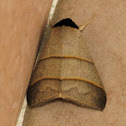Baniana species
