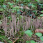 Purple clavaria
