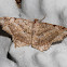 Moth