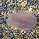 Medusa jellyfish