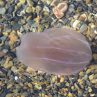 Medusa jellyfish