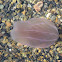 Medusa jellyfish