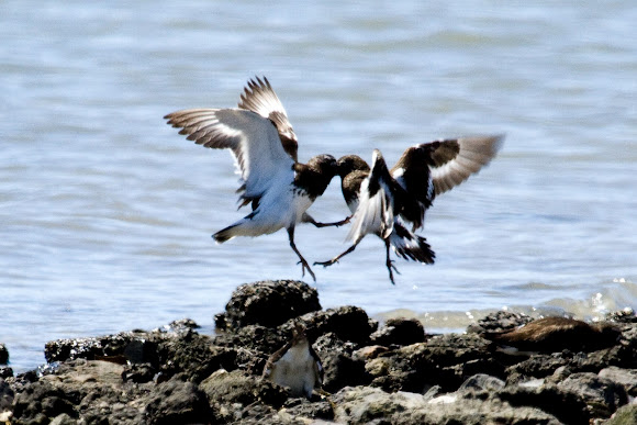 Spotting Image 1