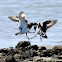 Black Turnstone