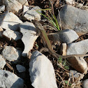 Dalmatian Wall Lizard