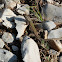 Dalmatian Wall Lizard