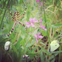 Wasp spider, Tygrzyk paskowany