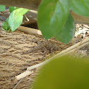 Cinnamon Gecko / Bark Gecko