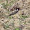 Red-wattled Lapwing