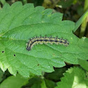 Small Tortoiseshell