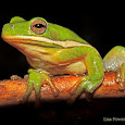 Frogs in Tennessee