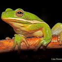 Green Treefrog