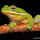Frogs in Tennessee