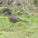 American Robin