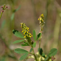 Unknown Plant