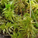 Peat moss
