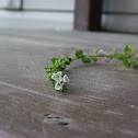 Thyme-leaved Speedwell