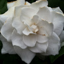 Gardenia
