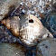 Whelk