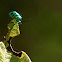Shield Bug