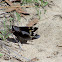 Yucca Giant Skipper