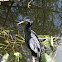 Anhinga