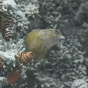 Red Crossbill