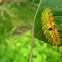 Jewel caterpillar