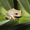 Forest Tree Frog