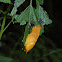Banana slug