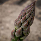 Asparagus