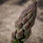 Asparagus