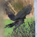 Cooper's Hawk
