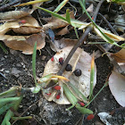Aphid