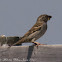 House Sparrow; Gorrión Común