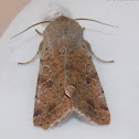 Speckled Green Fruitworm