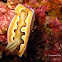 Nudibranch
