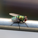 Green Fly