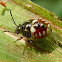 Stink bug nymph