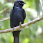 Black Drongo