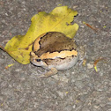 Asian Painted Frog