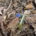 Blue Scilla