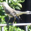 Northern Mockingbird