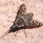 Conophorus pictipennis